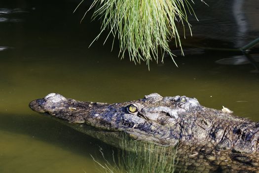 crocodile swimming in green water