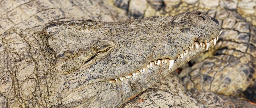 head of crocodile above other crocodiles sleeping