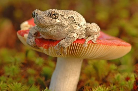 Grey tree frog (Hyla versicolor) on mushroom