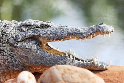 crocodile resting on a rock with open mouth