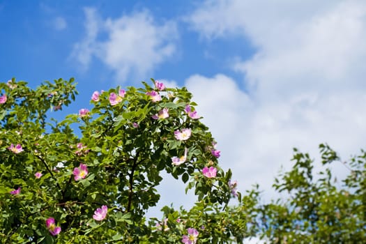 blossom detail of Fructus cynosbati with blue sky and cloud