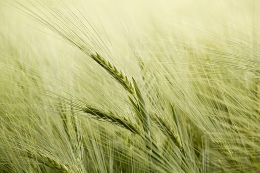 close up detail of organic green grains in summer time