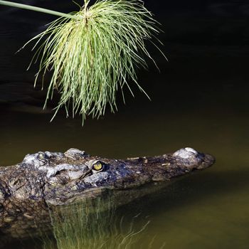 lonely crocodile with head above water hunting for food 