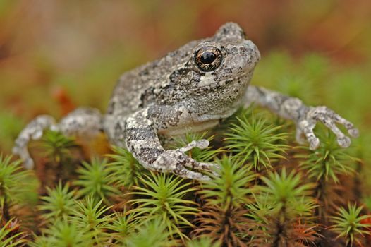 Grey tree frog (Hyla versicolor)