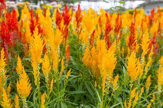 Closeup of a cockscomb flower (Celosia Cristata) in a garden