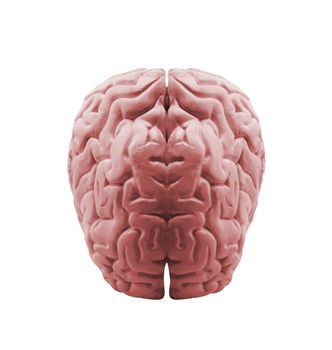 The human brain
