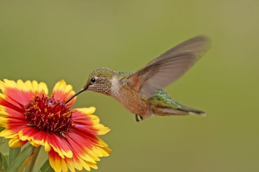 Broad-tailed hummingbird female (Selasphorus platycercus) feeding