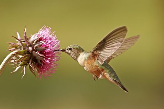 Broad-tailed hummingbird female (Selasphorus platycercus) feeding