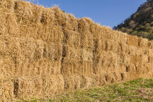 Field with bales of hay or straw countryside at harvest time