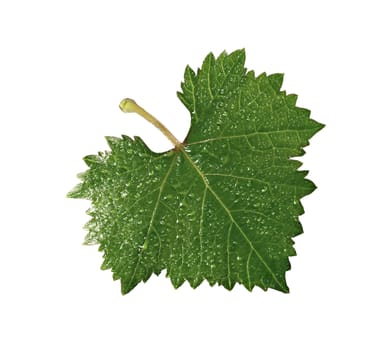 grape leaf