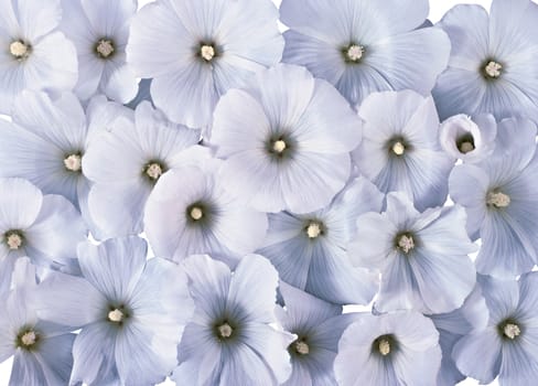 white cosmea flower