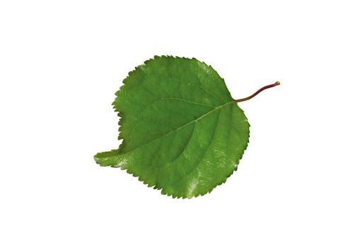 Laurel leaf isolated on white background