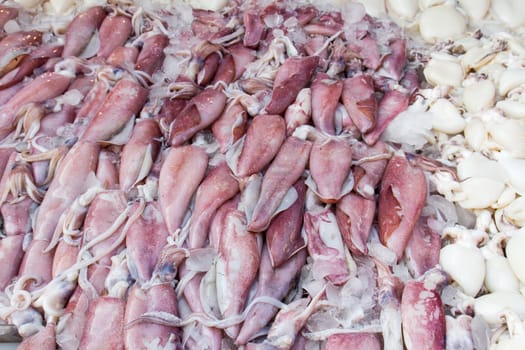 Fresh squid in the market for sale