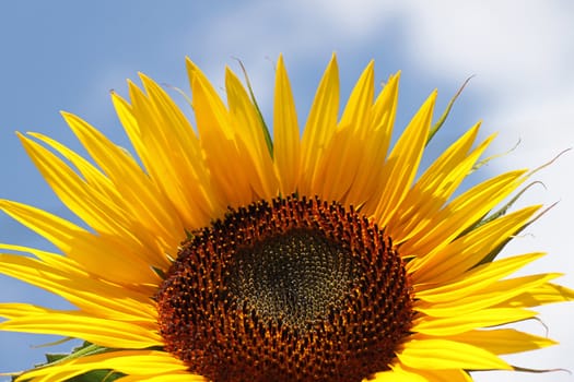 sunflower over blue sky with clouds