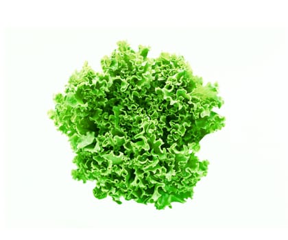 green leaves lettuce isolated on white background
