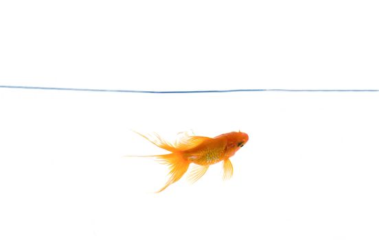 Red fish