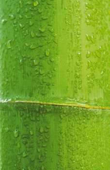 bamboo background