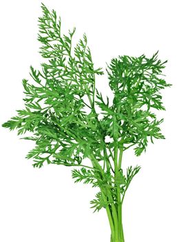fennel on a white background