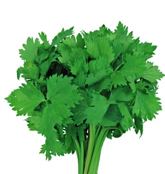 green leaves of parsley isolated on white background