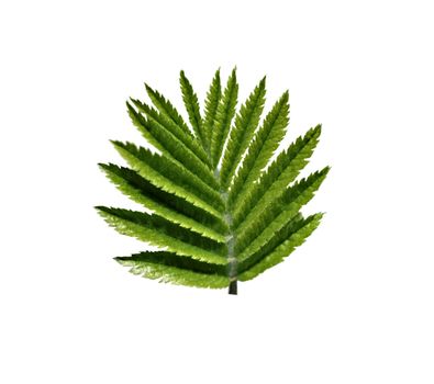 Close-up of green leaf