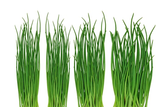 Green grass on the white background
