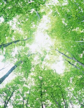 Green oak leaves, bright sun