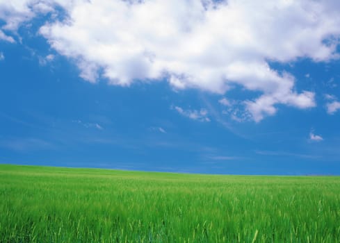 green field and blue sky