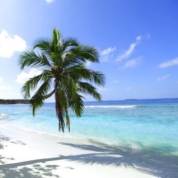 Palm on beach and sea background of malives resort