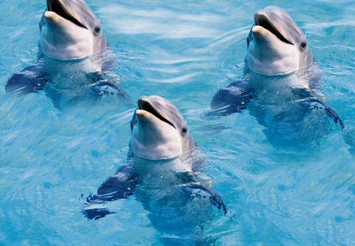 dolphins swim in the pool