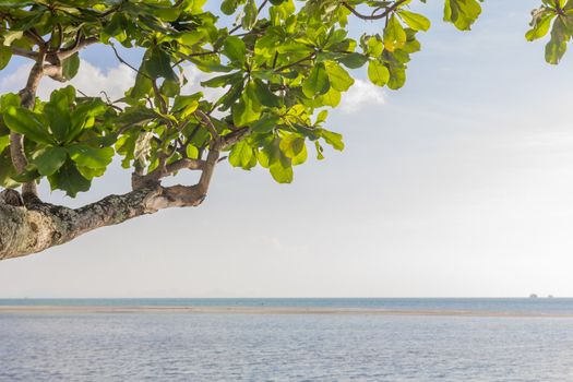 Green leaves on seaside at Koh Samui,Thailand