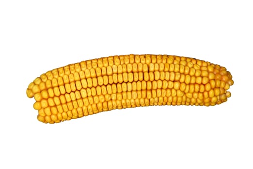 Ear of corn isolated