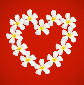 frangipani shape as heart isolated on red background