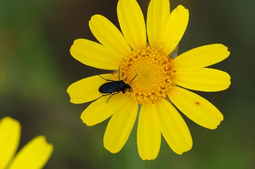 Beetle insect on blooming wild flower. Spring season background.
