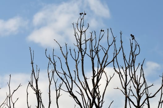 Burned tree branches silhouette under blue sky.
