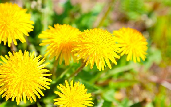 Yellow dandelion flowers with leaves in green grass, spring photo