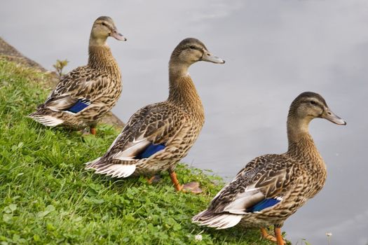 Three ducks in a row on the riverbank