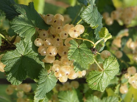 The image of a white currant - clusters of berries and leaves