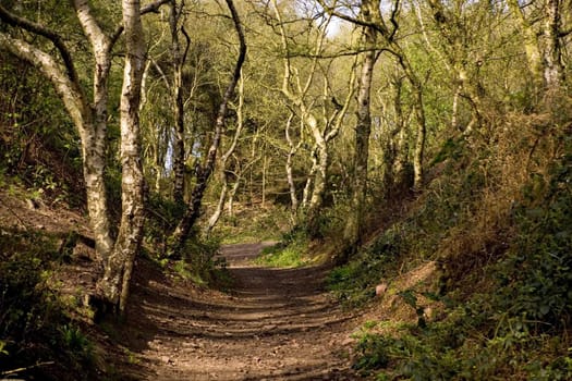 A path through a woodland