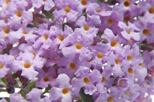 A macro of buddleia flowers