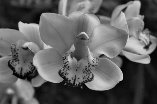 A closeup view of a white and purple orchid in bloom