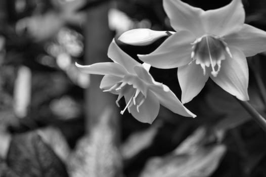 A closeup view of two white orchids in a garden