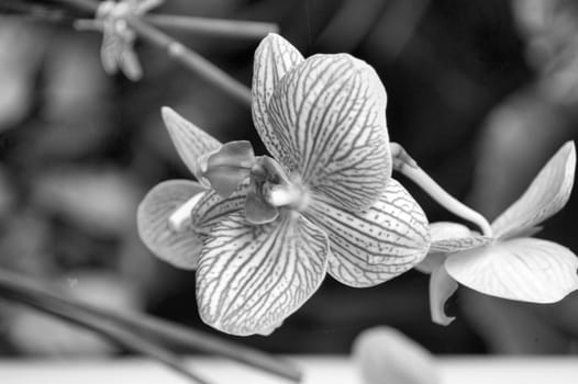 A closeup view of stripes purple orchids in a garden