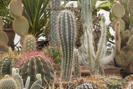 A collection of cactus