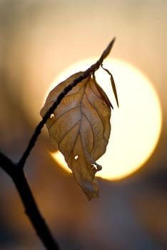 the leaf and the sunset
