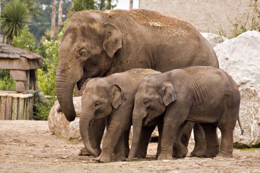 An elephant family in a group