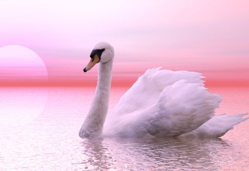 A gracefull swan lit by the dawn light