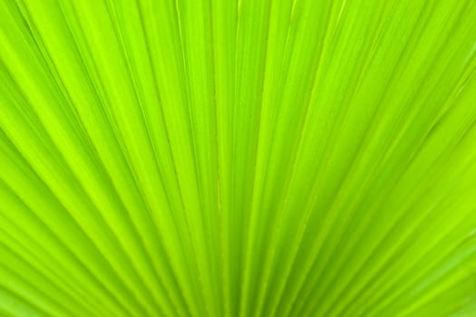 Palm leaf detail. Shallow depth of field, aRGB.