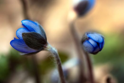 Hepatica nobilis