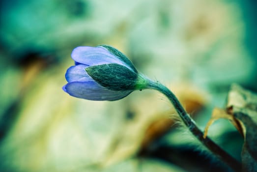 Hepatica nobilis - green wersion