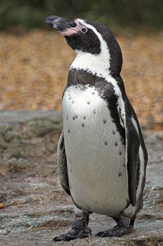 A young Humboldt penguin standing upright